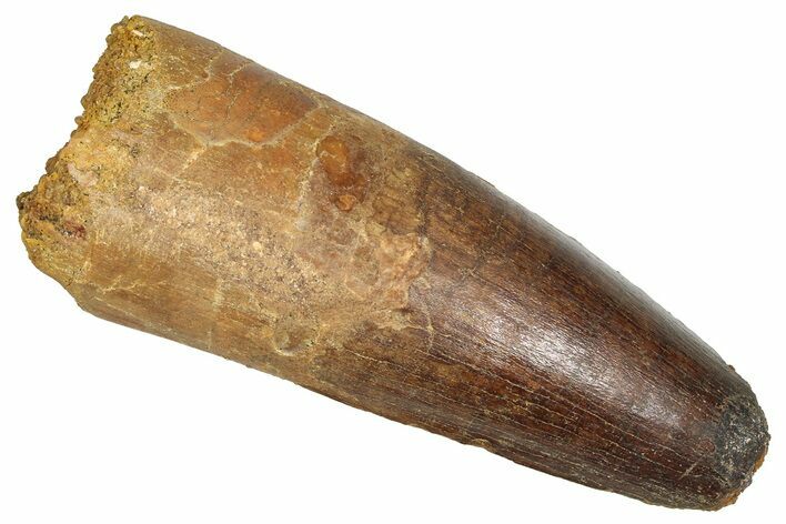 Fossil Spinosaurus Tooth - Feeding Worn Tip #373884